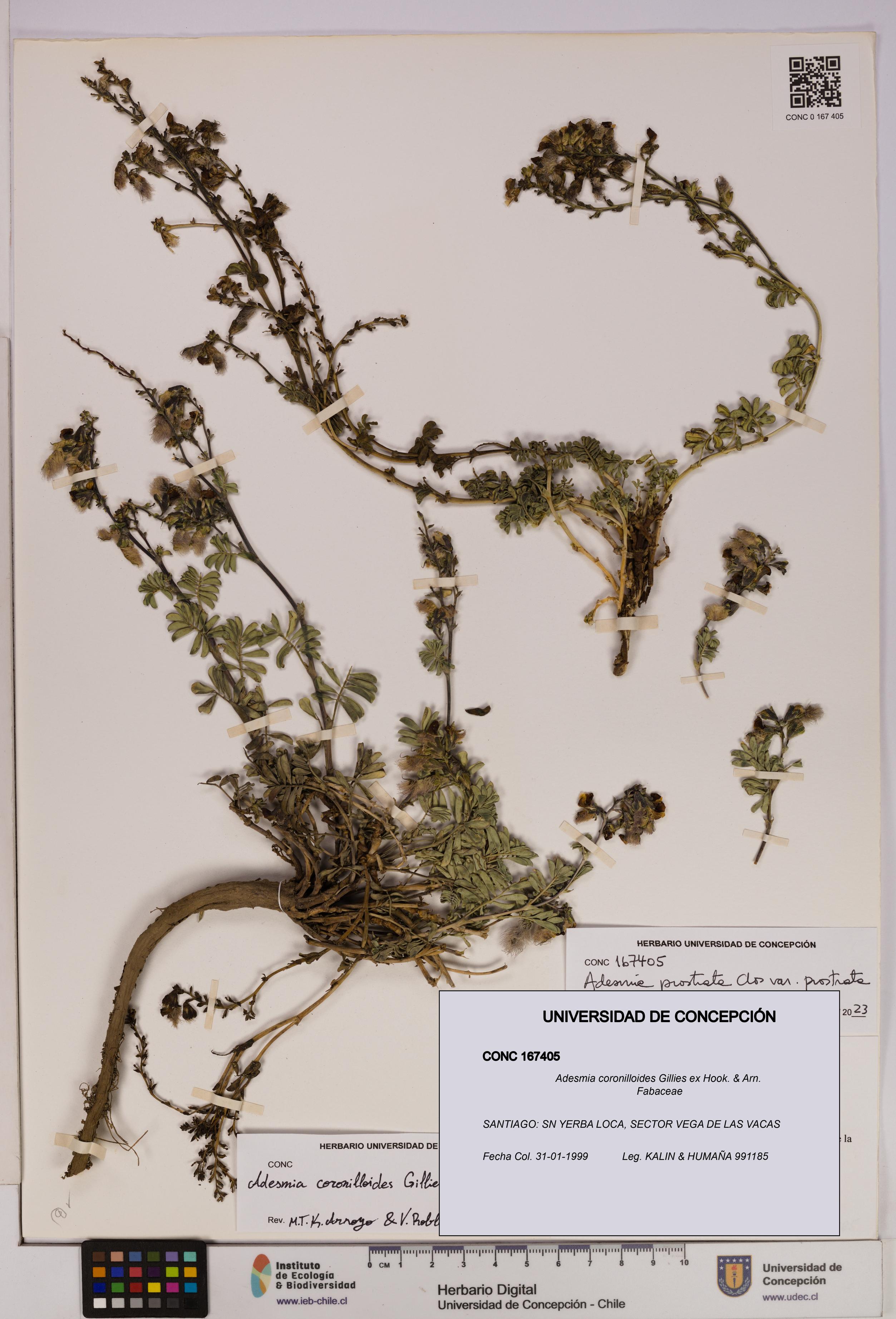 Adesmia coronilloides [Espécimen: UDEC:CONC:0167405]