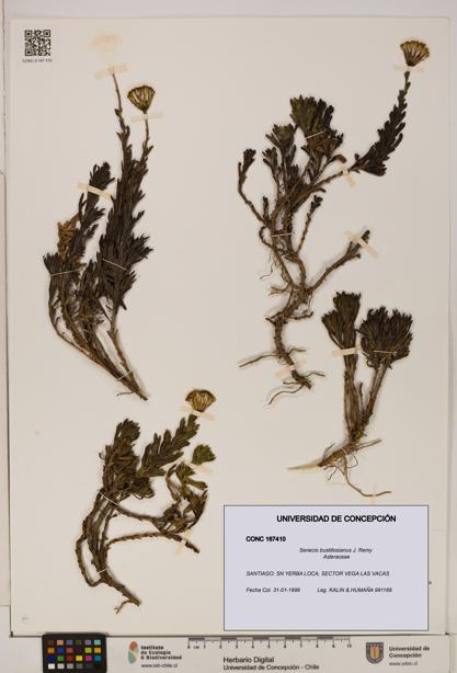 Senecio bustillosianus [Espécimen: UDEC:CONC:0167410]