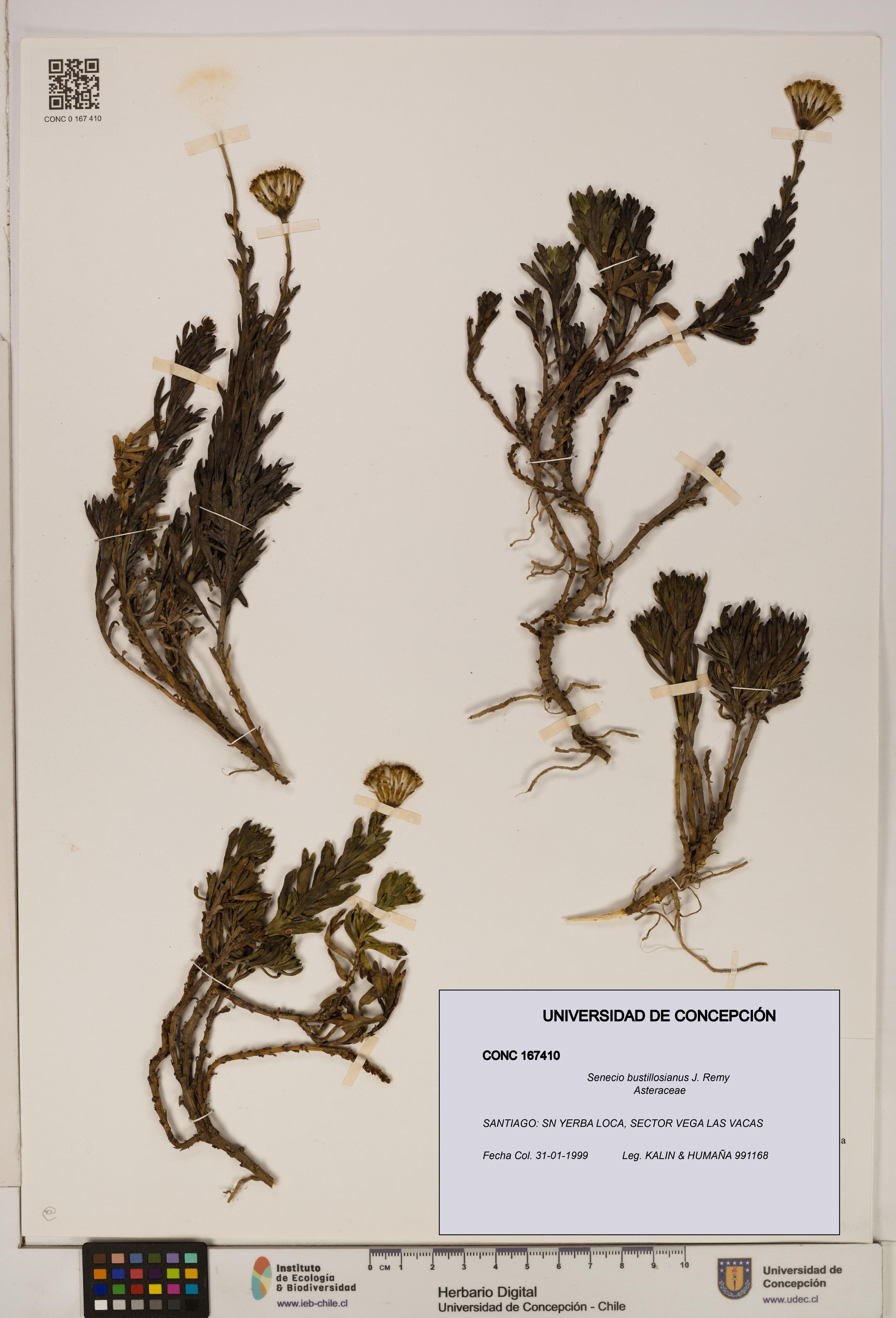 Senecio bustillosianus [Espécimen: UDEC:CONC:0167410]