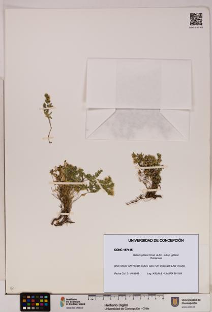 Galium gilliesii [Espécimen: UDEC:CONC:0167415]