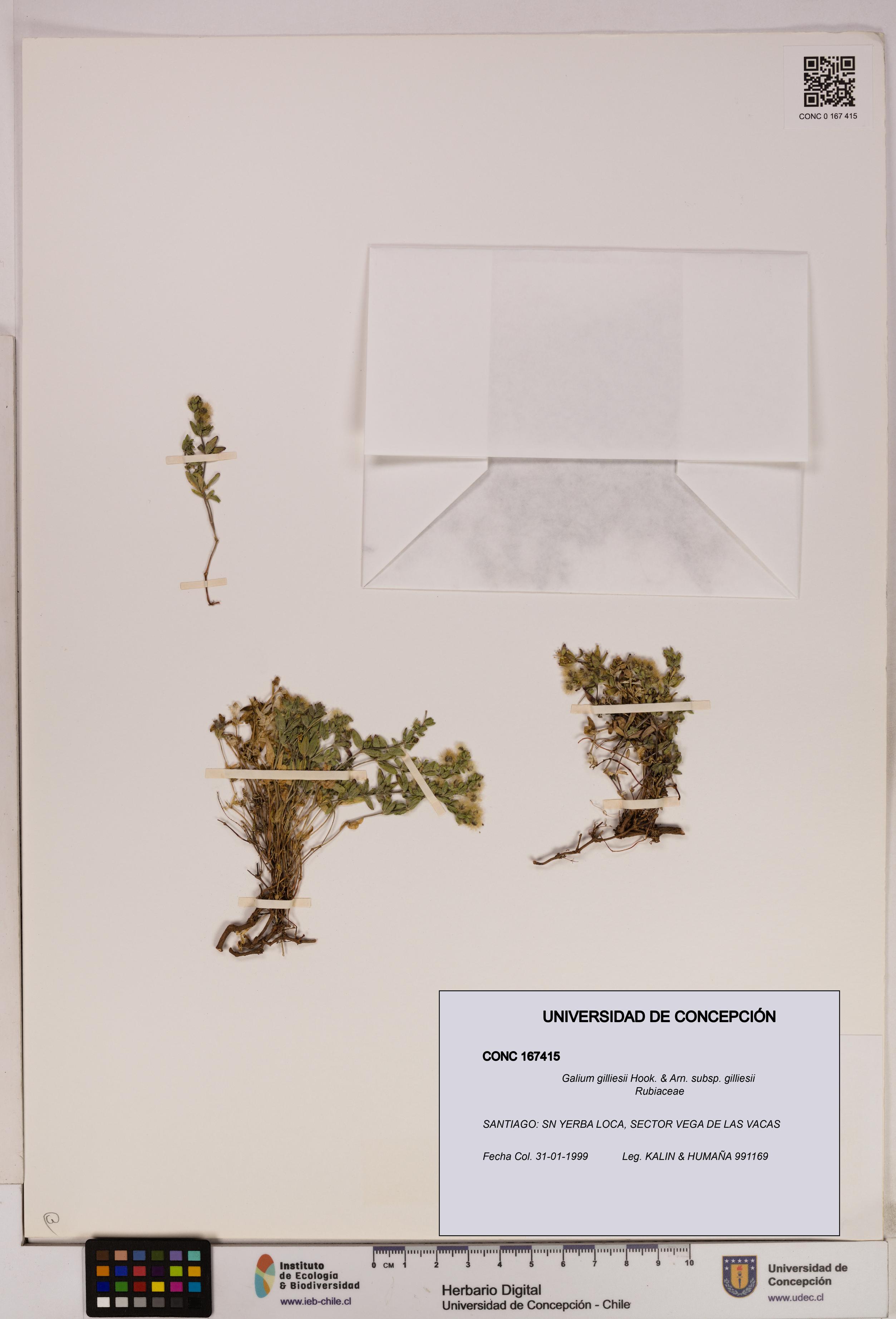 Galium gilliesii [Espécimen: UDEC:CONC:0167415]