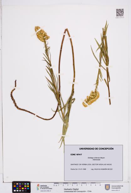 Solidago chilensis [Espécimen: ]