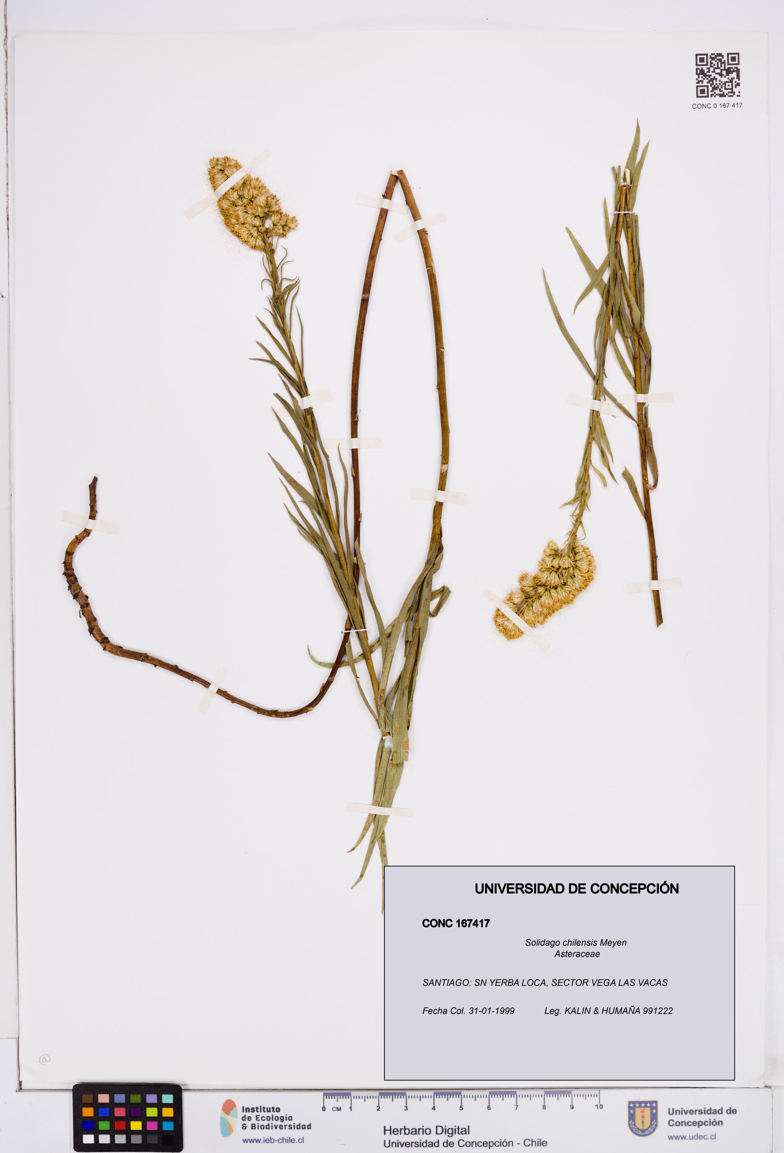 Solidago chilensis [Espécimen: ]