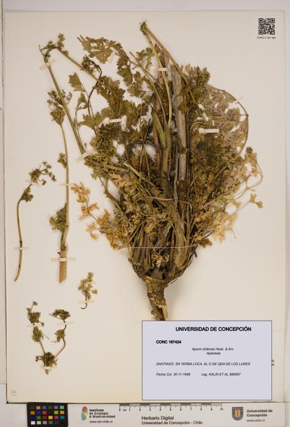 Apium chilense [Espécimen: ]