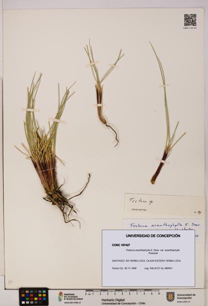 Festuca acanthophylla [Espécimen: UDEC:CONC:0167427]