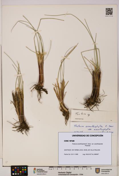 Festuca acanthophylla [Espécimen: UDEC:CONC:0167428]