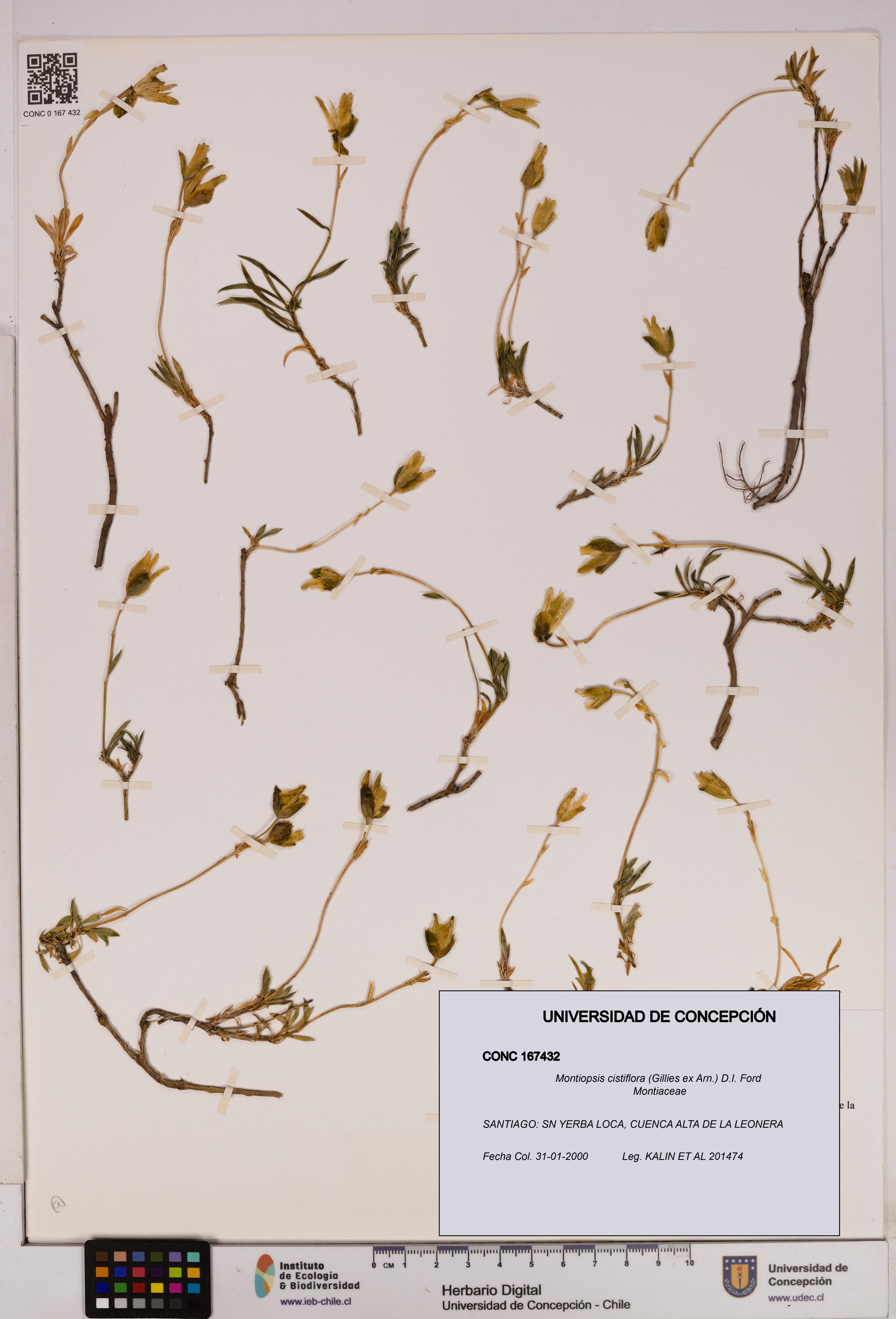 Montiopsis cistiflora [Espécimen: UDEC:CONC:0167432]
