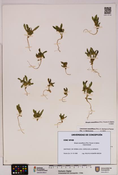 Boopis sessiliflora [Espécimen: UDEC:CONC:0167438]
