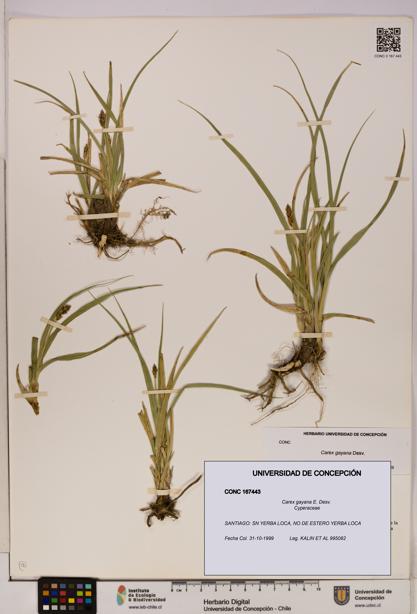 Carex gayana [Espécimen: UDEC:CONC:0167443]