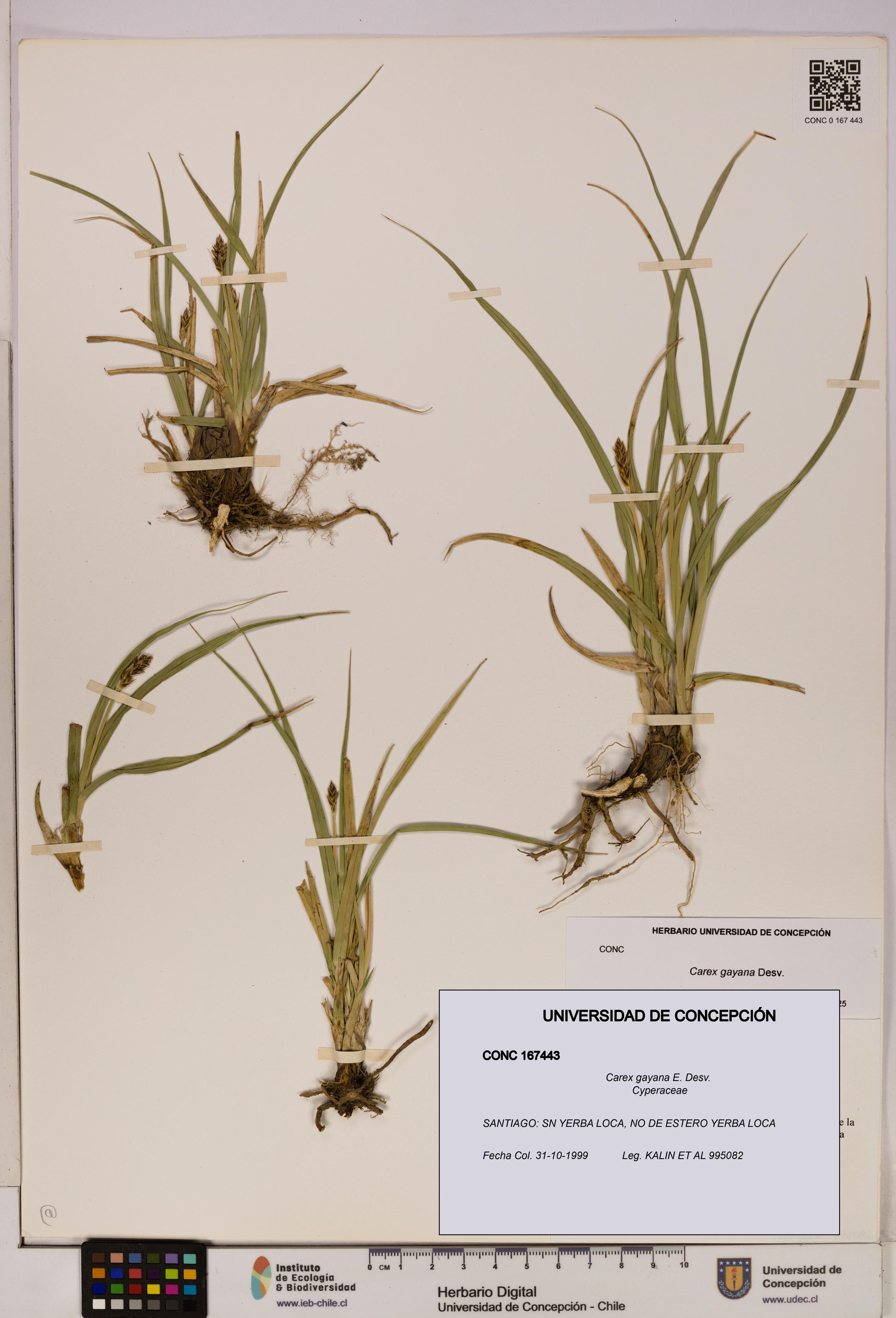 Carex gayana [Espécimen: UDEC:CONC:0167443]