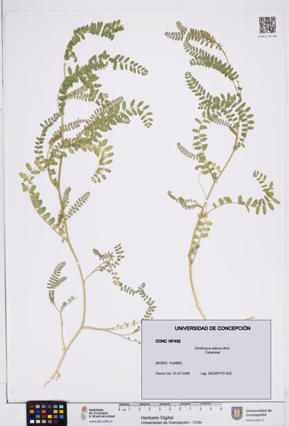 Ornithopus sativus [Espécimen: ]