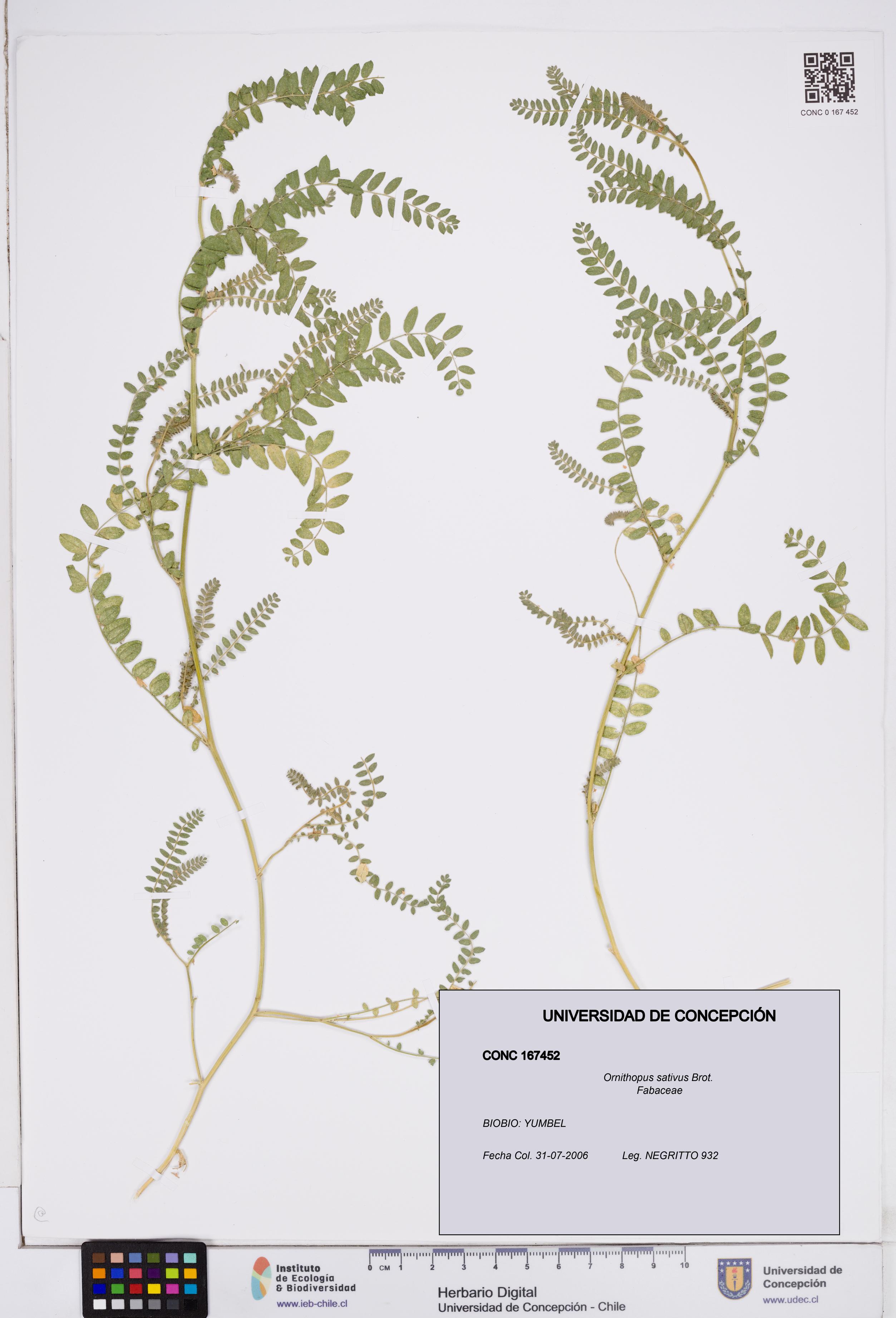 Ornithopus sativus [Espécimen: ]