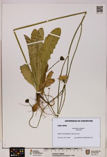 Hypochaeris radicata [Espécimen: UDEC:CONC:0167467]