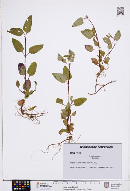 Prunella vulgaris [Espécimen: ]