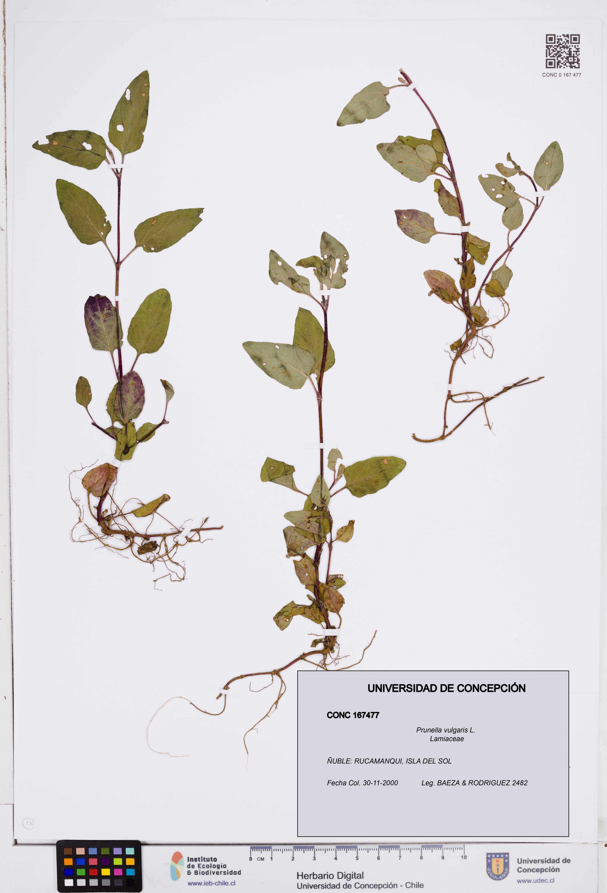Prunella vulgaris [Espécimen: ]