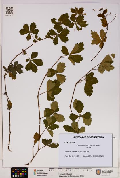Cissus striata var. striata [Espécimen: UDEC:CONC:0167479]