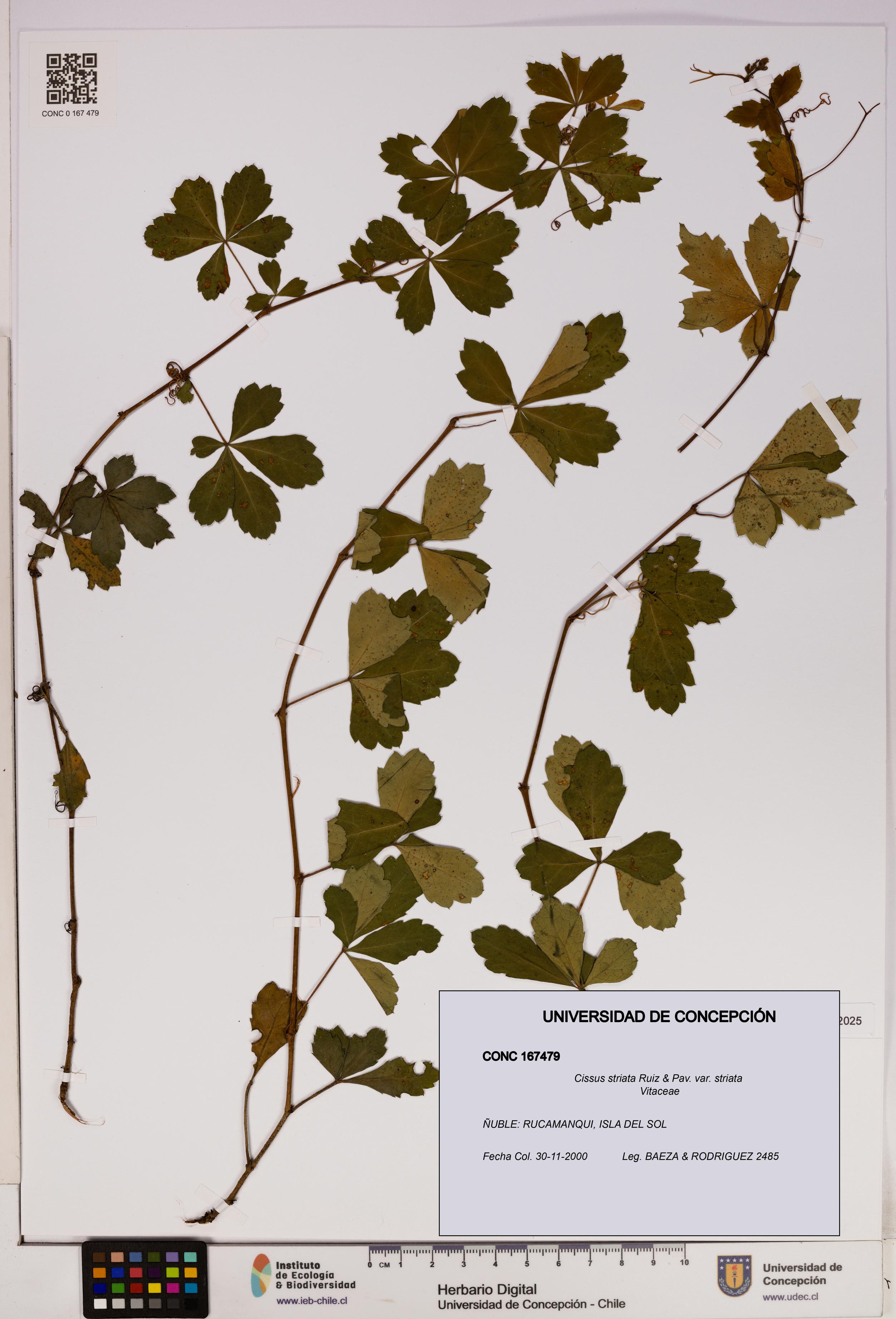Cissus striata var. striata [Espécimen: UDEC:CONC:0167479]