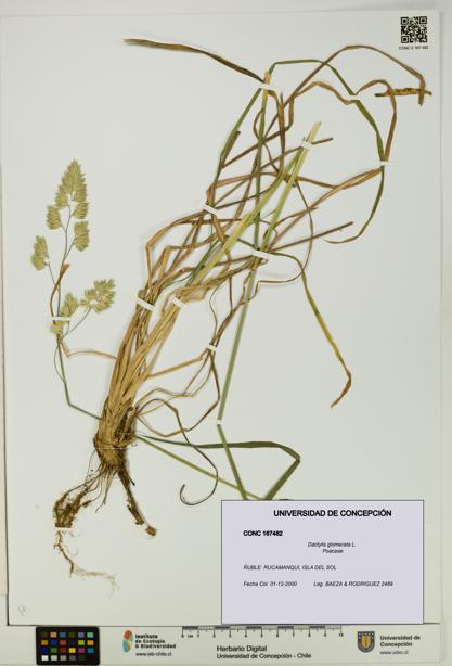 Dactylis glomerata [Espécimen: UDEC:CONC:0167482]