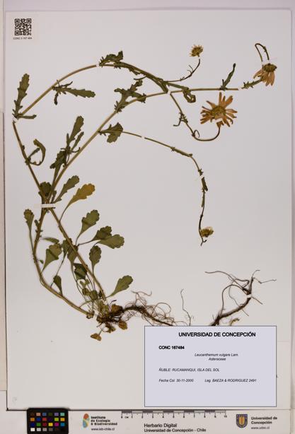 Leucanthemum vulgare [Espécimen: UDEC:CONC:0167484]