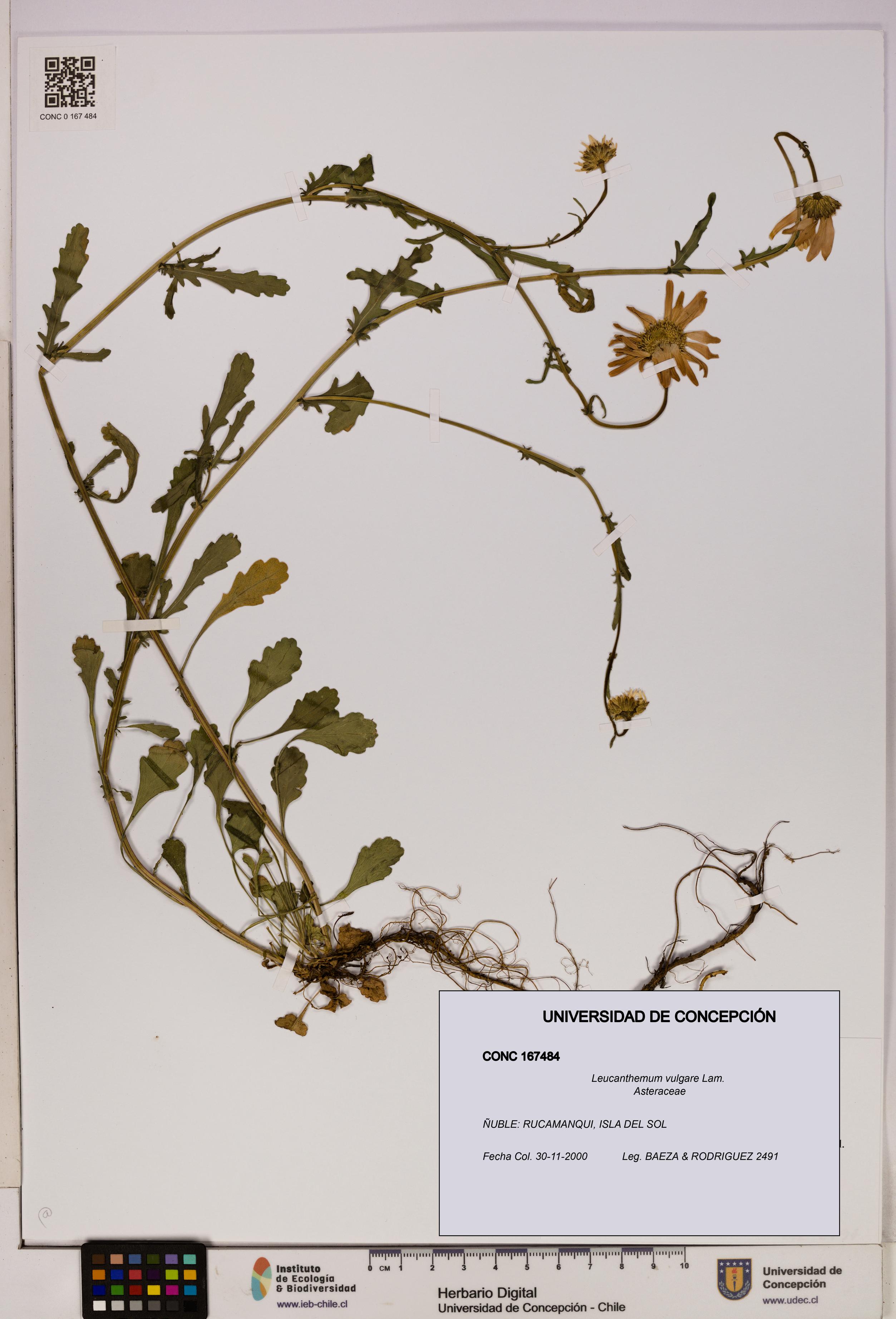 Leucanthemum vulgare [Espécimen: UDEC:CONC:0167484]