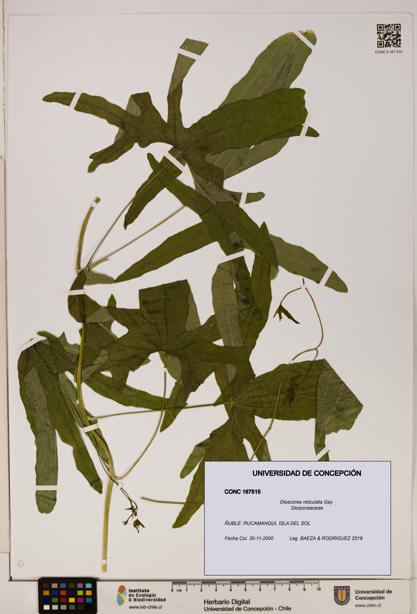 Dioscorea reticulata [Espécimen: ]