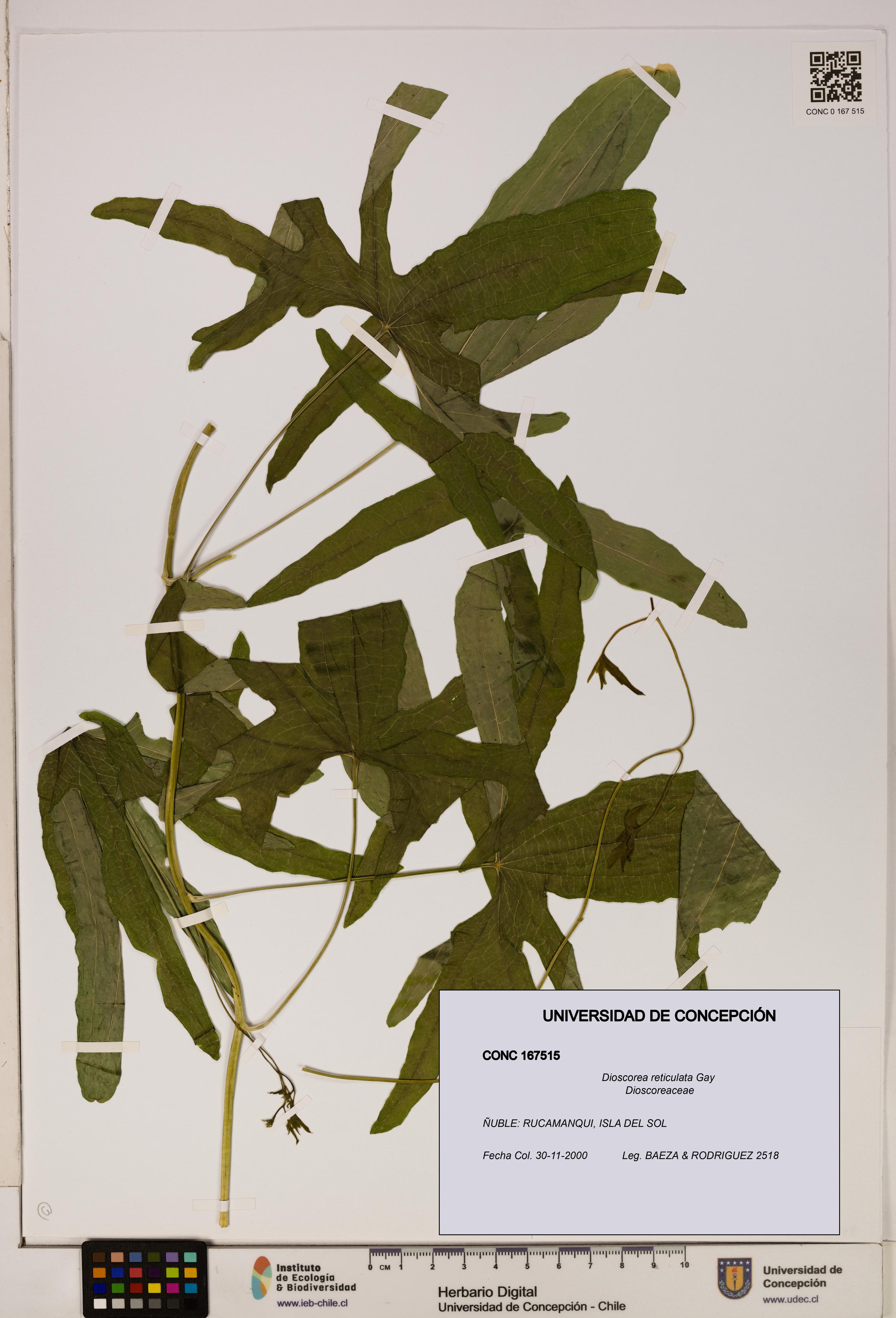Dioscorea reticulata [Espécimen: ]