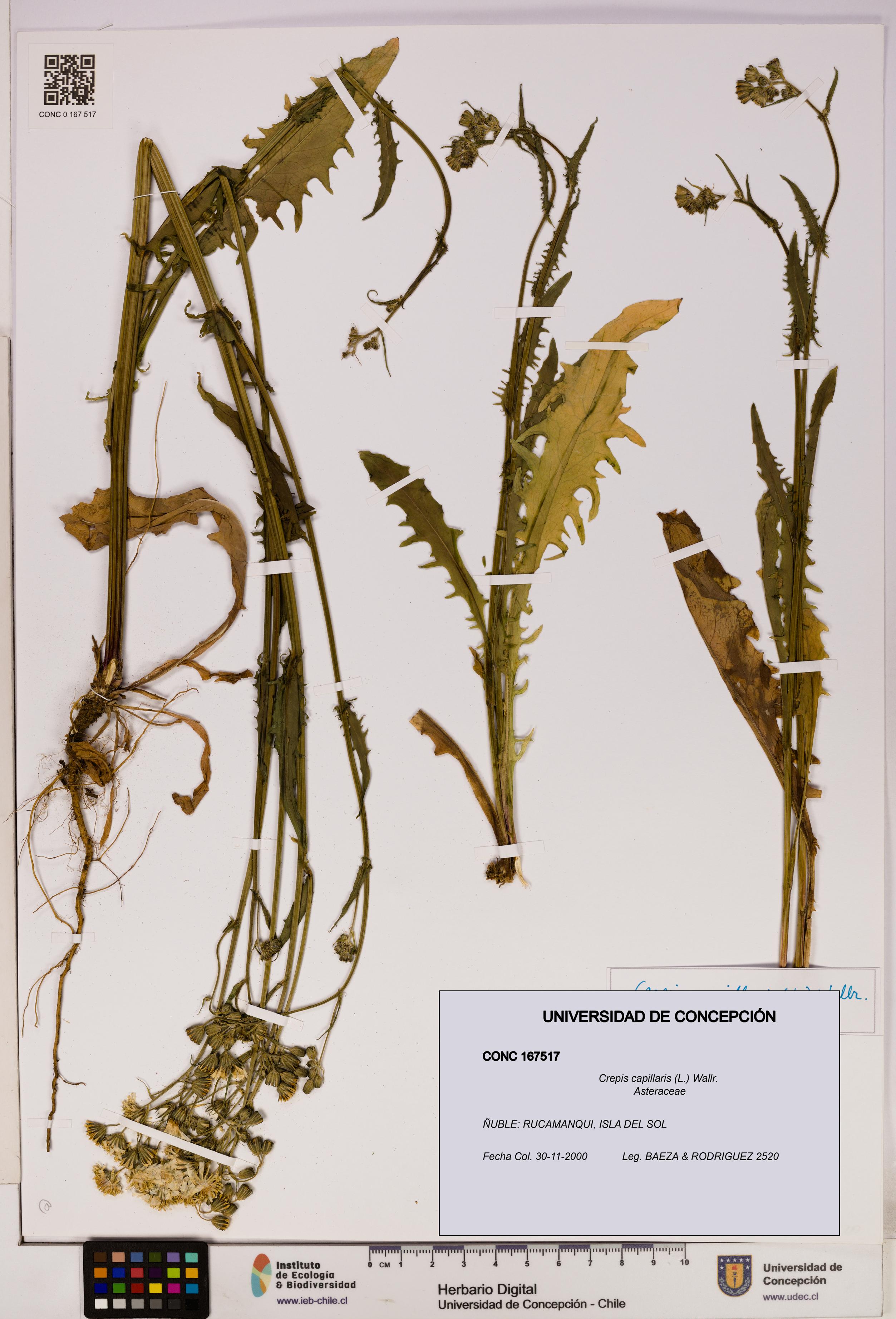 Crepis capillaris [Espécimen: UDEC:CONC:0167517]