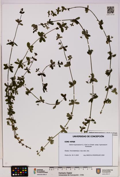 Galium hypocarpium subsp. hypocarpium [Espécimen: UDEC:CONC:0167525]