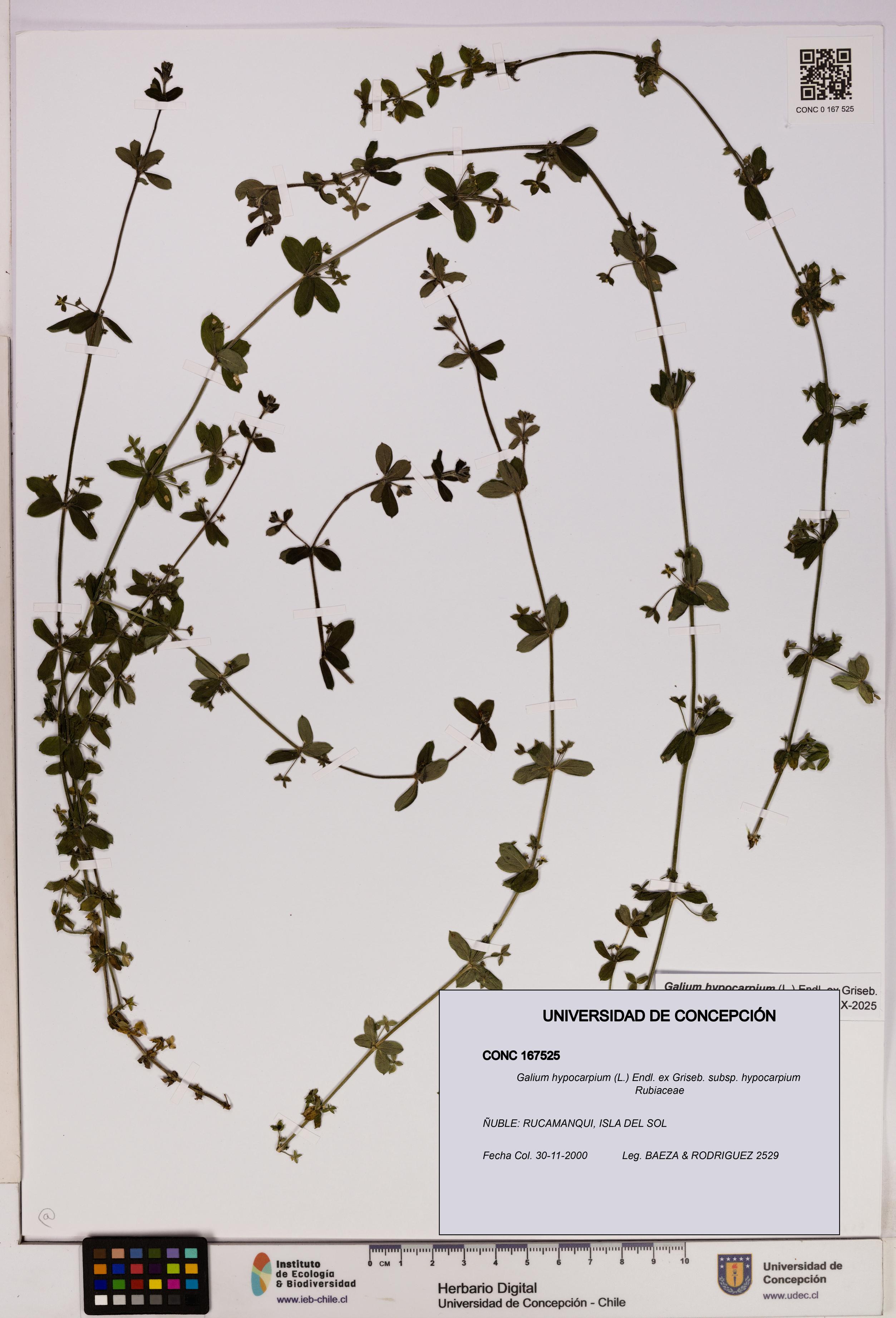 Galium hypocarpium subsp. hypocarpium [Espécimen: UDEC:CONC:0167525]