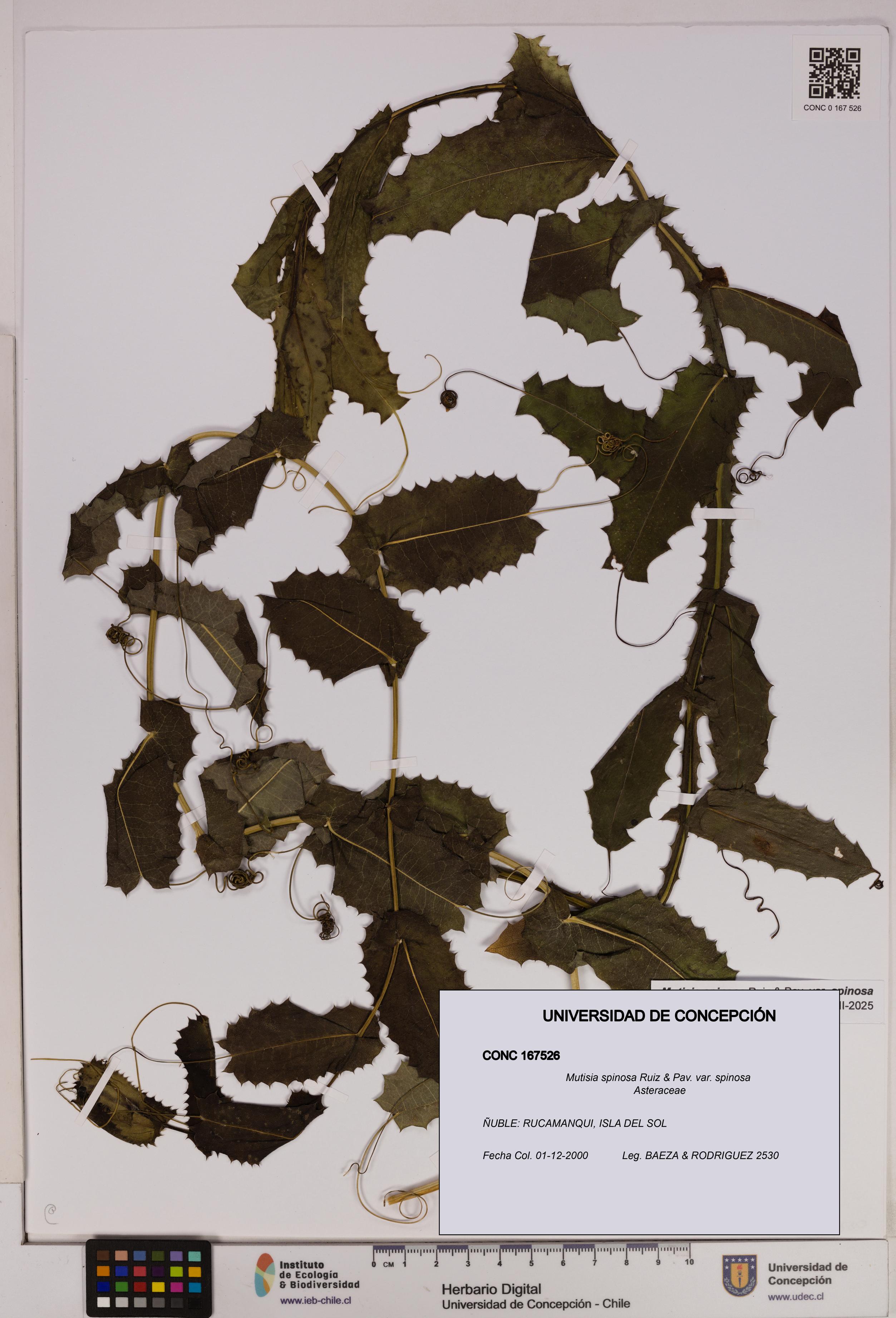 Mutisia spinosa var. spinosa [Espécimen: UDEC:CONC:0167526]