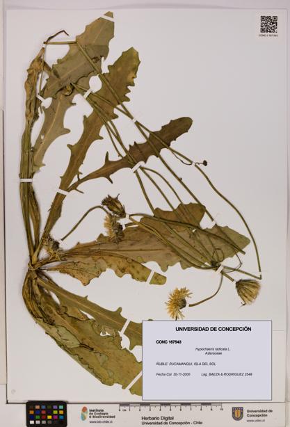 Hypochaeris radicata [Espécimen: UDEC:CONC:0167543]