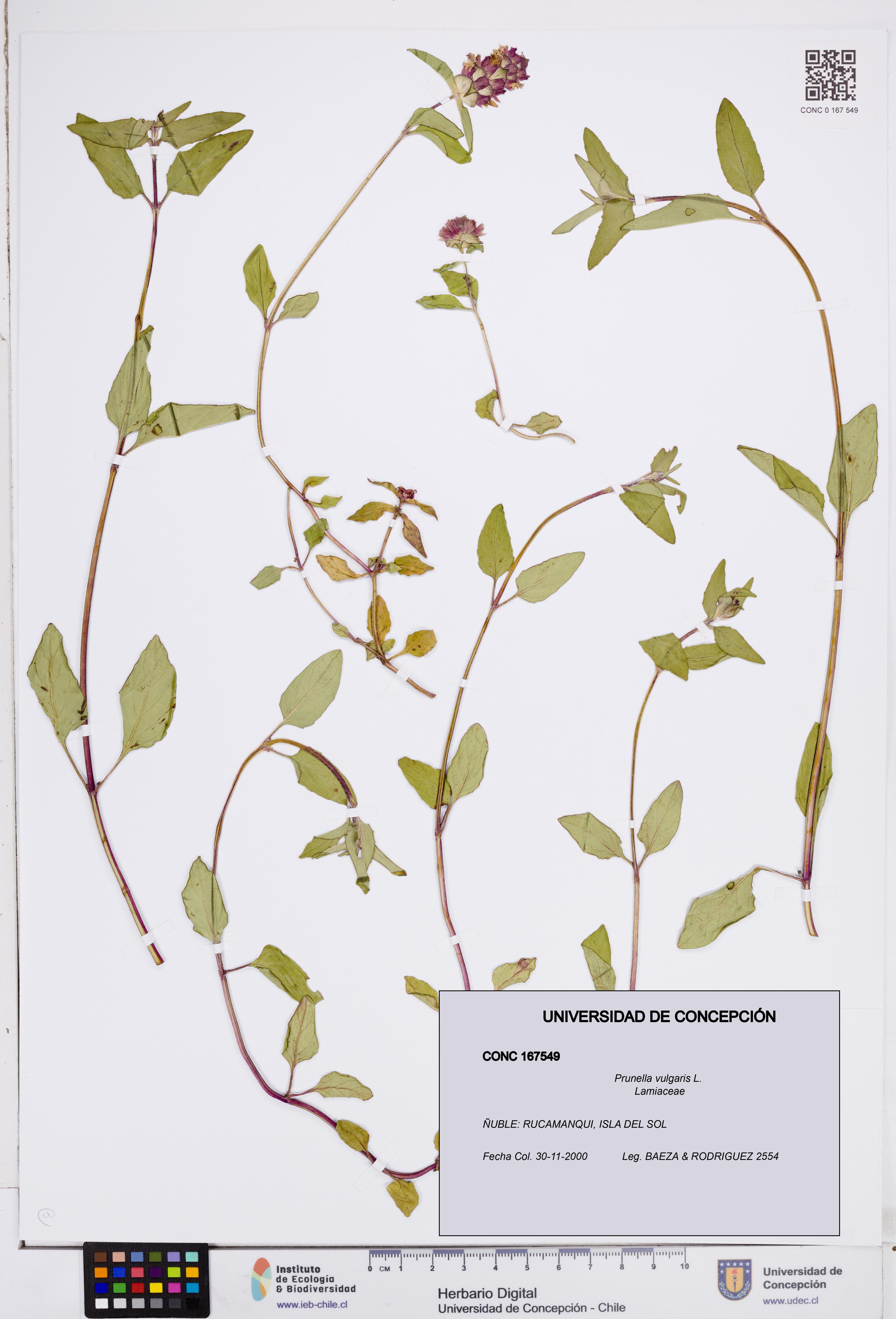 Prunella vulgaris [Espécimen: ]