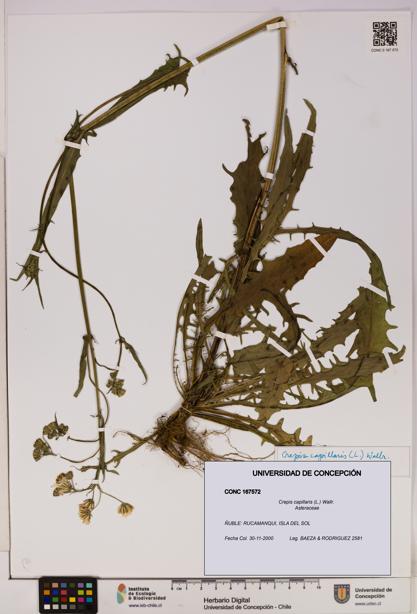 Crepis capillaris [Espécimen: UDEC:CONC:0167572]