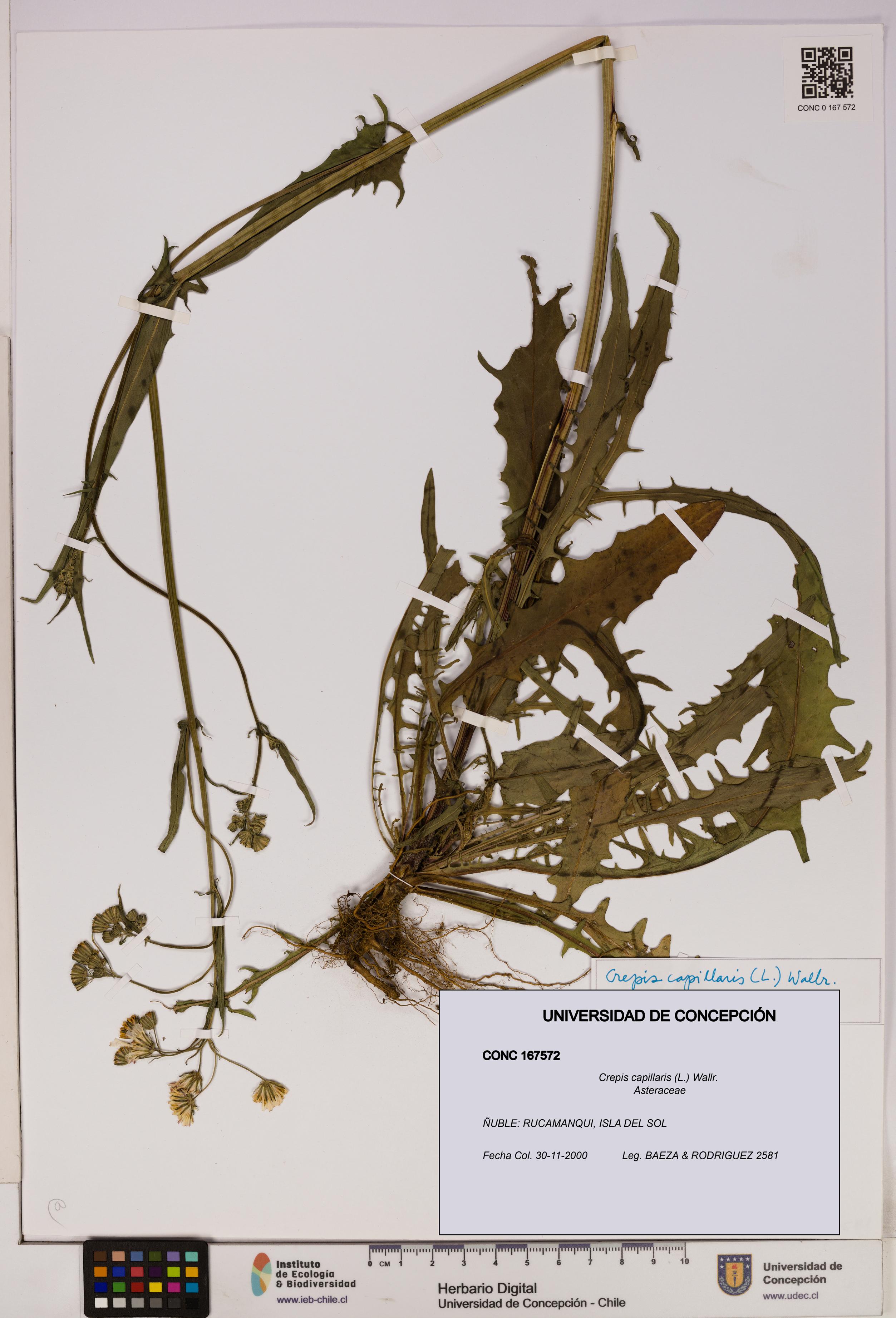 Crepis capillaris [Espécimen: UDEC:CONC:0167572]