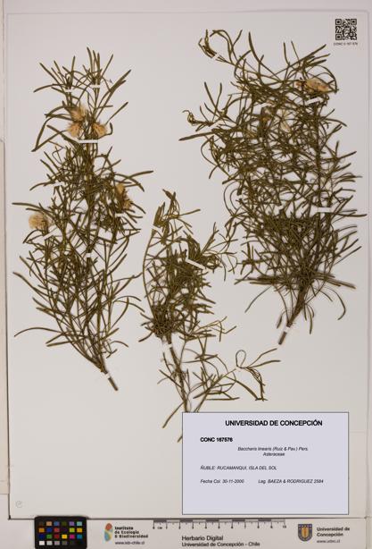 Baccharis linearis [Espécimen: UDEC:CONC:0167576]