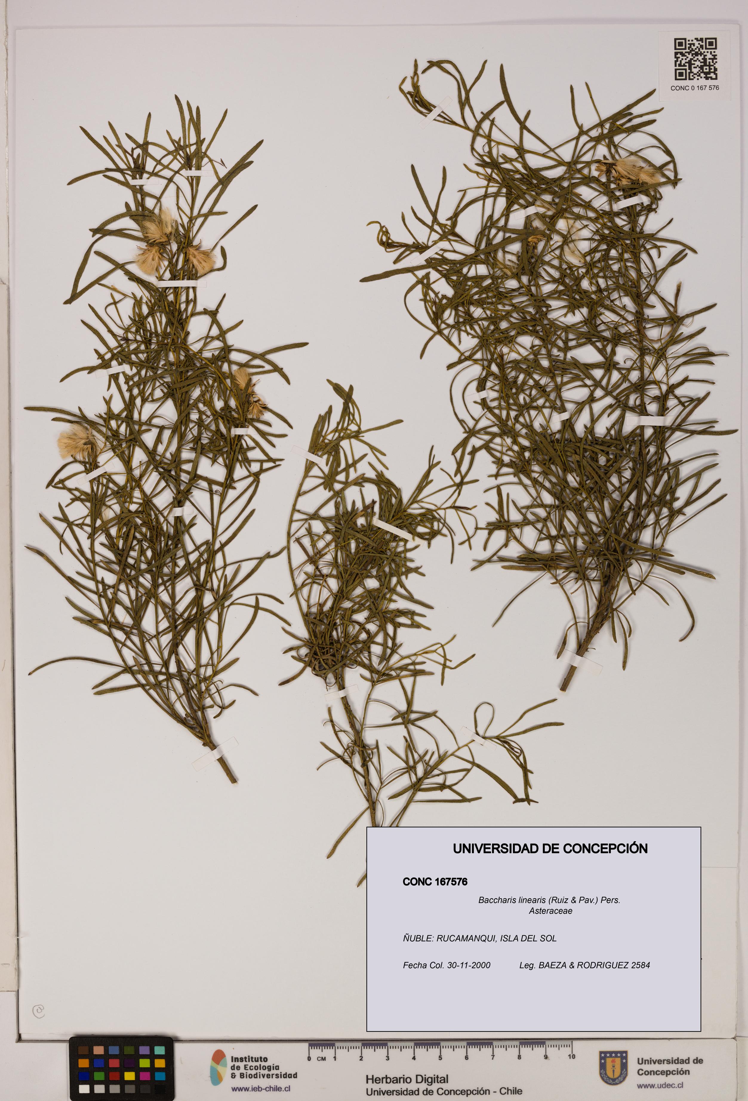 Baccharis linearis [Espécimen: UDEC:CONC:0167576]