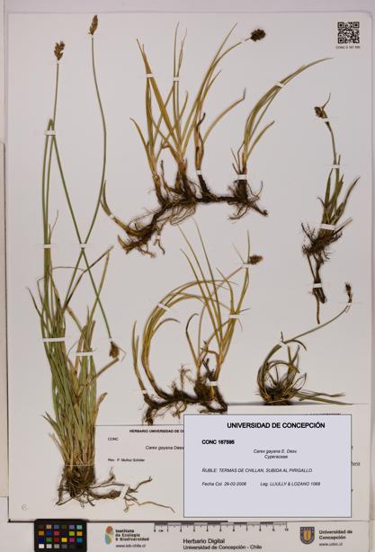 Carex gayana [Espécimen: UDEC:CONC:0167595]