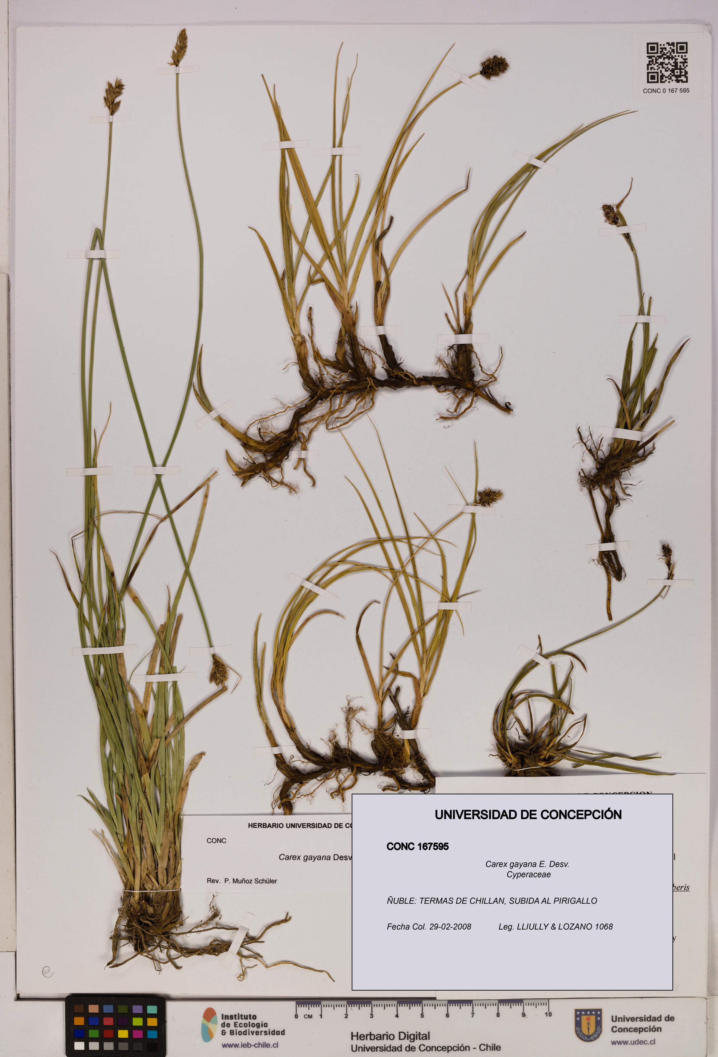 Carex gayana [Espécimen: UDEC:CONC:0167595]