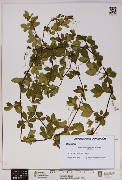 Cissus striata var. striata [Espécimen: UDEC:CONC:0167598]