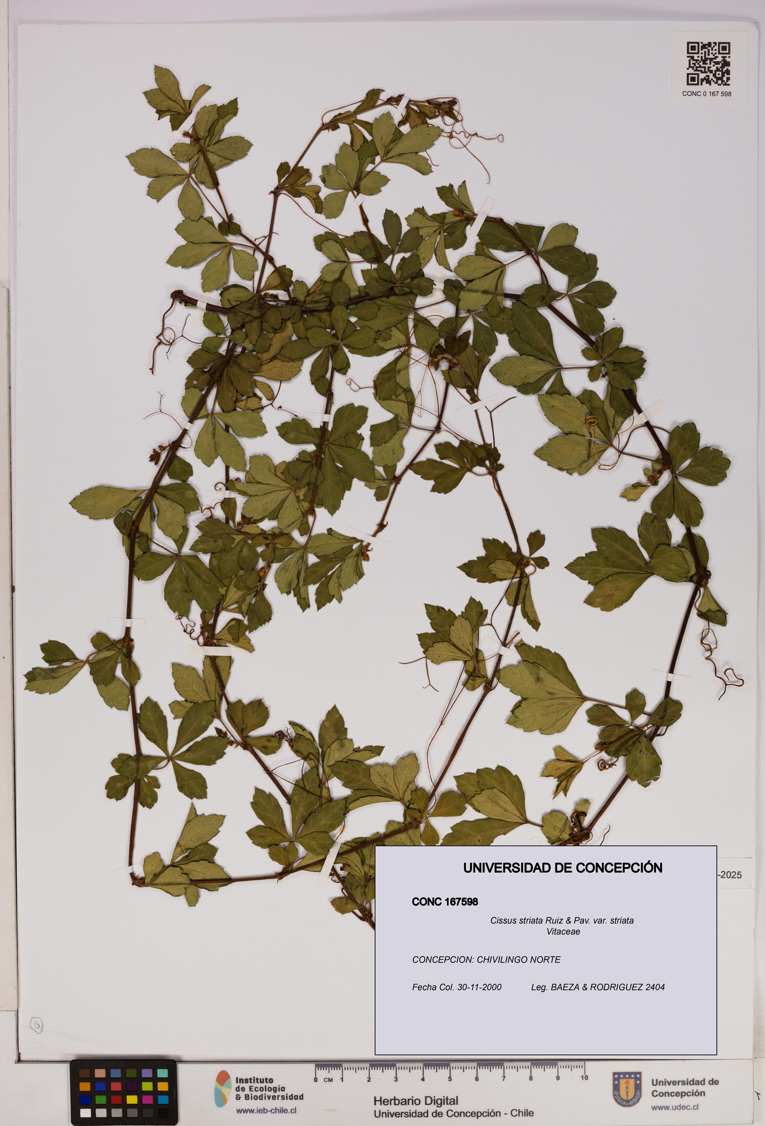 Cissus striata var. striata [Espécimen: UDEC:CONC:0167598]