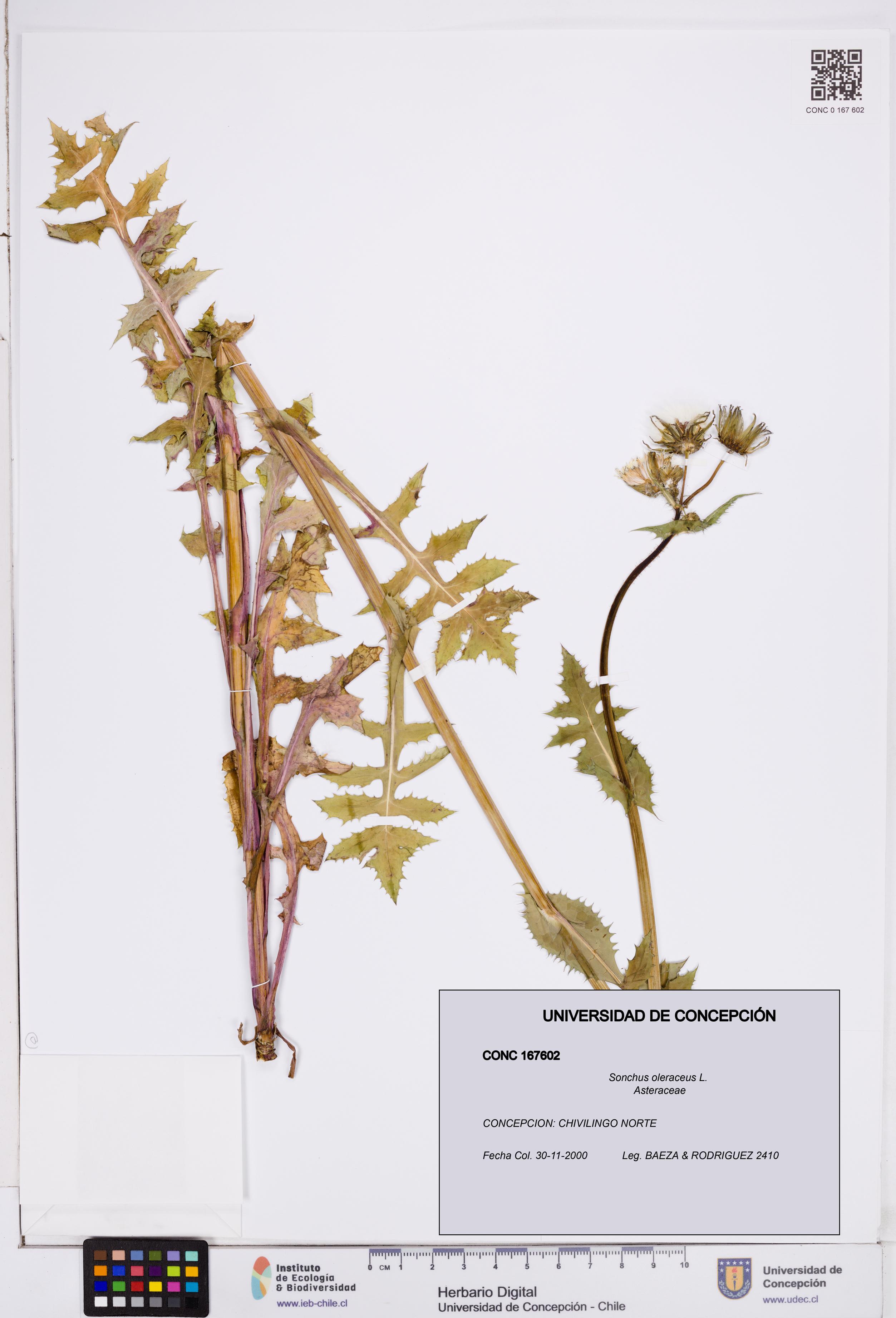 Sonchus oleraceus [Espécimen: ]