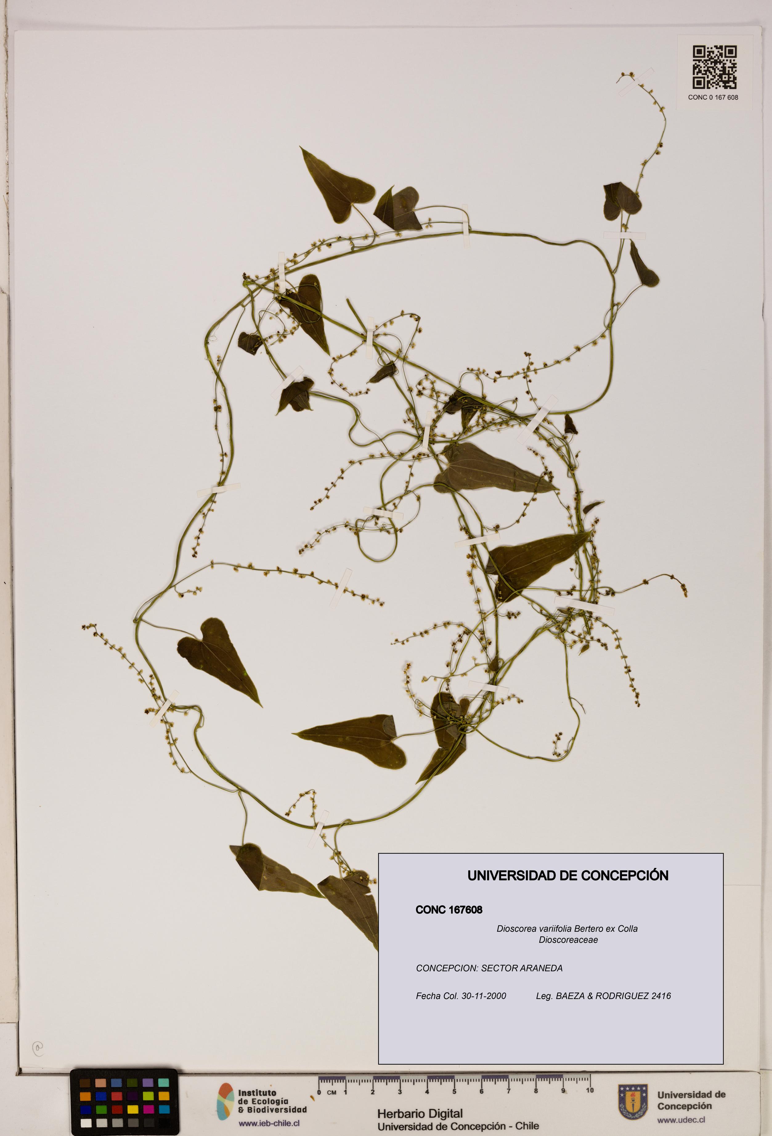 Dioscorea variifolia [Espécimen: ]