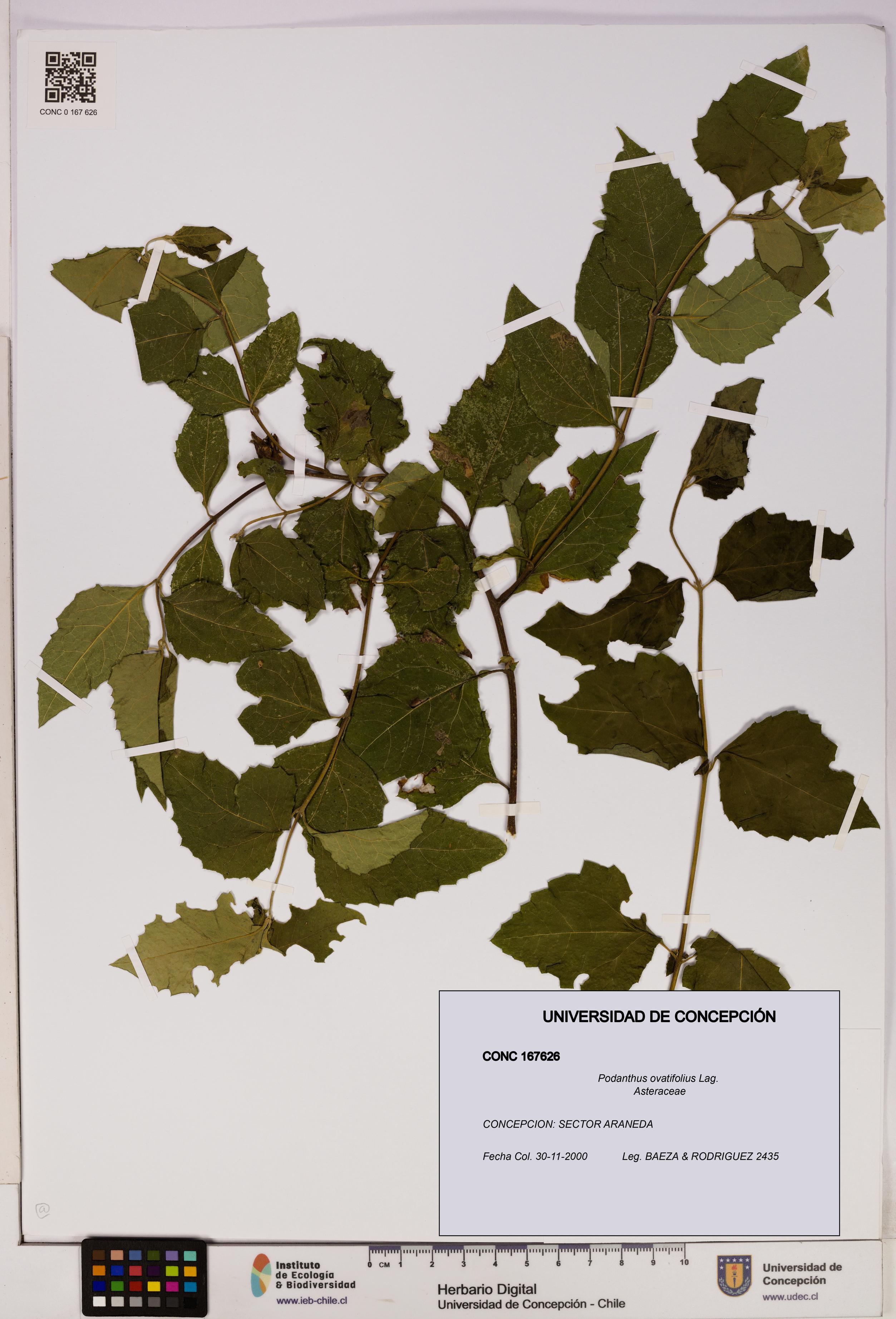 Podanthus ovatifolius [Espécimen: ]