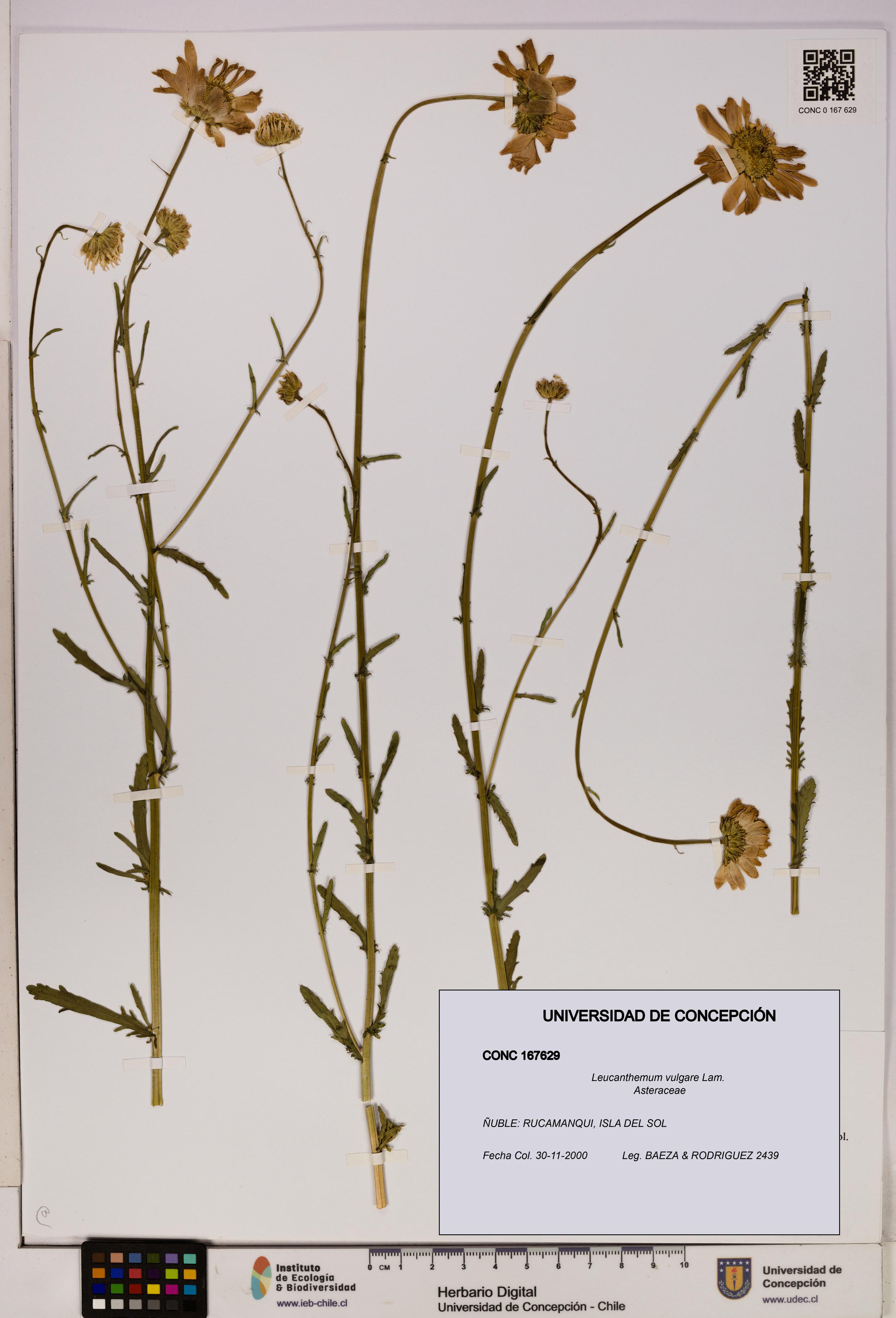 Leucanthemum vulgare [Espécimen: UDEC:CONC:0167629]