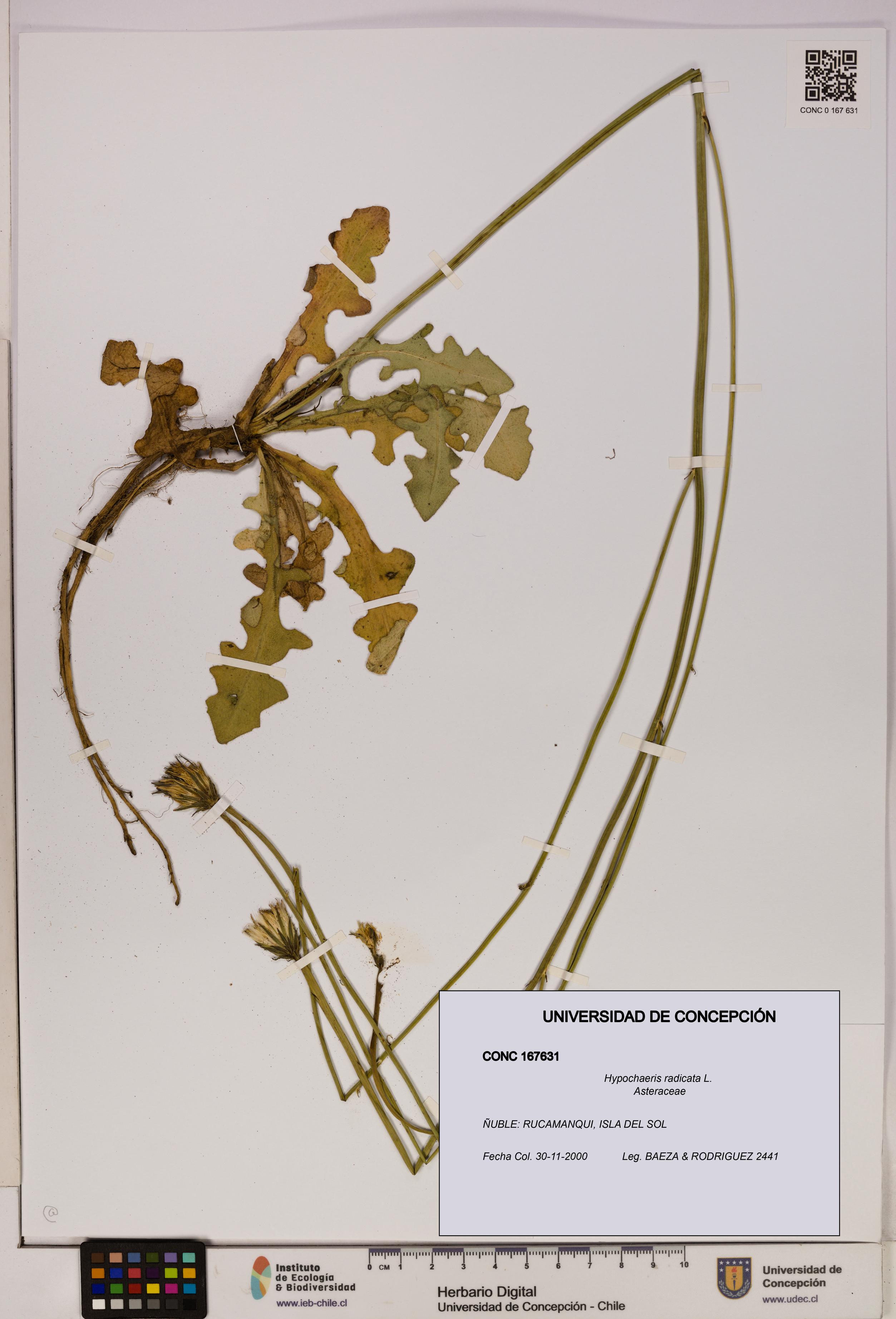 Hypochaeris radicata [Espécimen: UDEC:CONC:0167631]