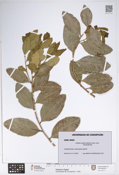 Lithraea caustica [Espécimen: UDEC:CONC:0167672]