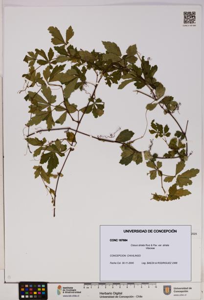 Cissus striata var. striata [Espécimen: UDEC:CONC:0167684]