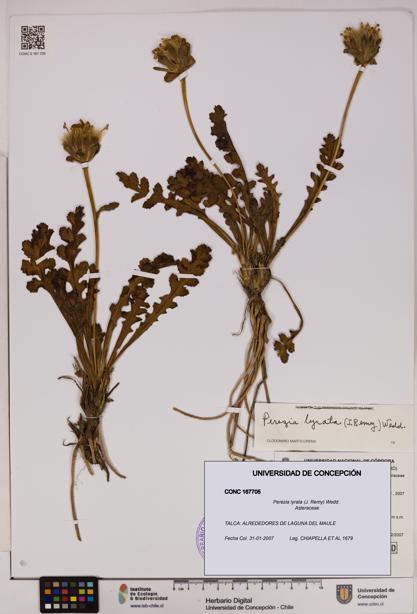 Perezia lyrata [Espécimen: UDEC:CONC:0167705]