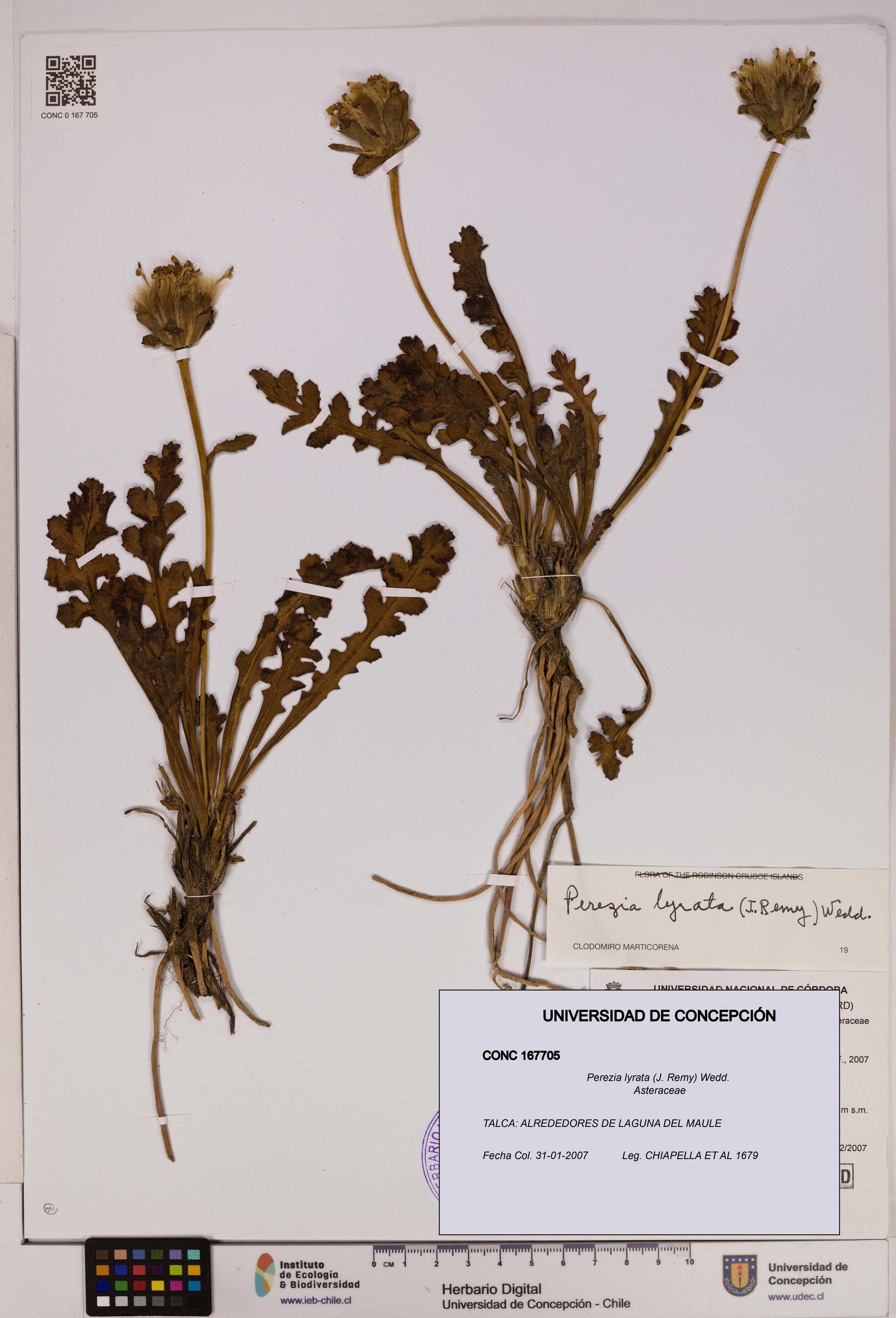 Perezia lyrata [Espécimen: UDEC:CONC:0167705]