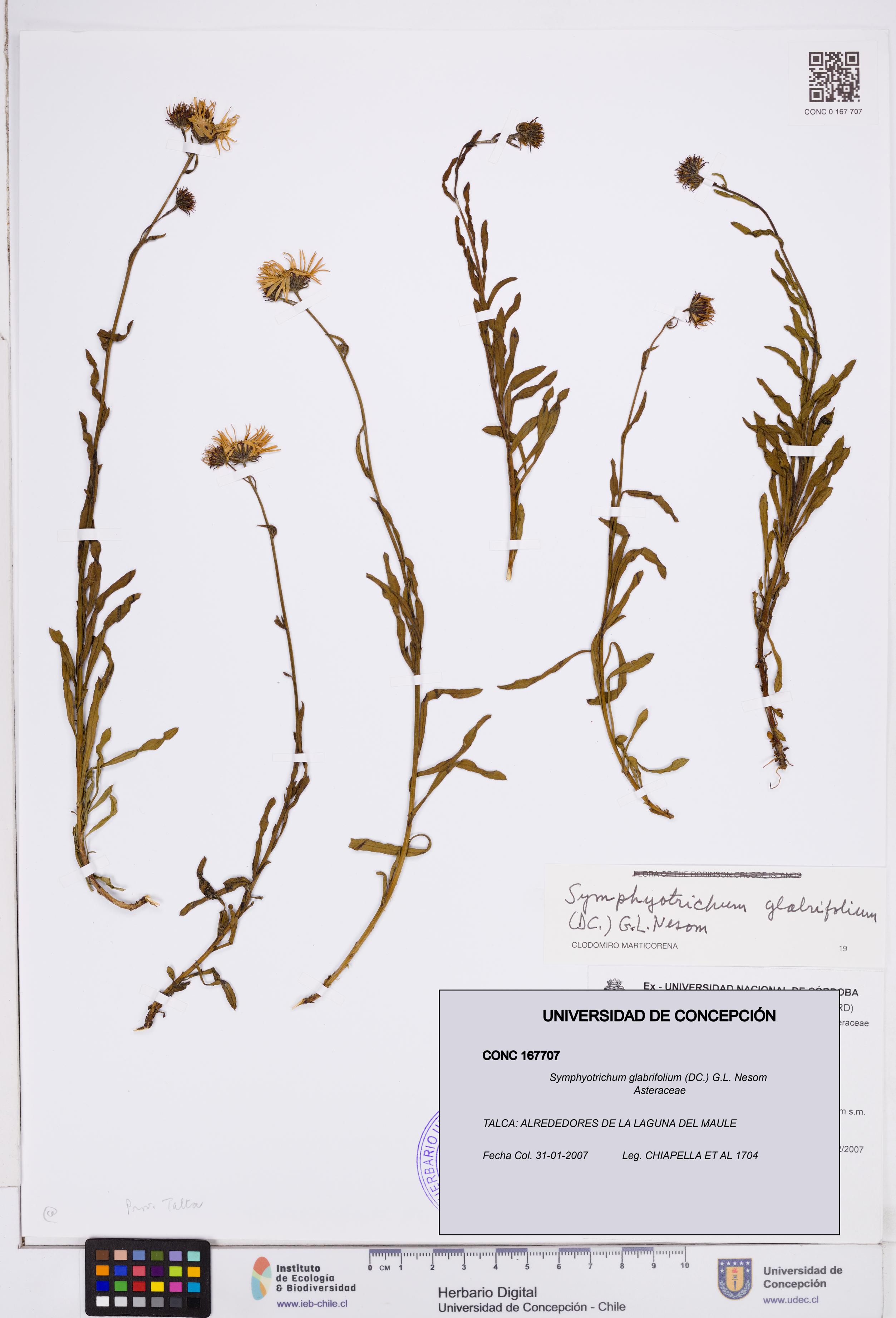 Symphyotrichum glabrifolium [Espécimen: ]